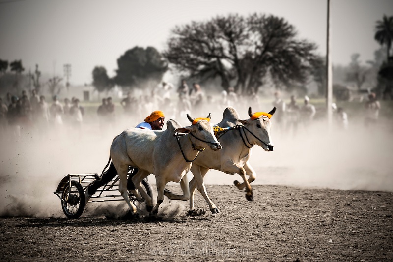 Rural Olympics - Kila Raipur, Ludhiana