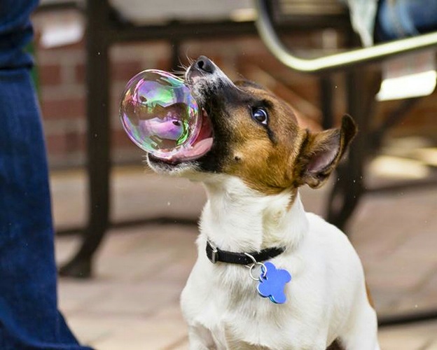 perfectly-timed-dog-photos-that-will-make-your-week perfectly-timed-dog-photos-that-will-make-your-week