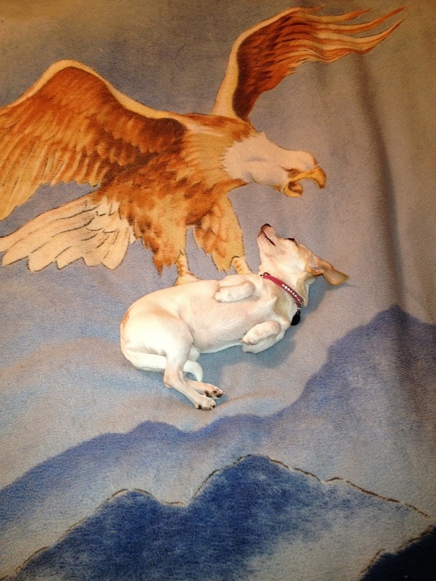 perfectly-timed-dog-photos-that-will-make-your-week perfectly-timed-dog-photos-that-will-make-your-week