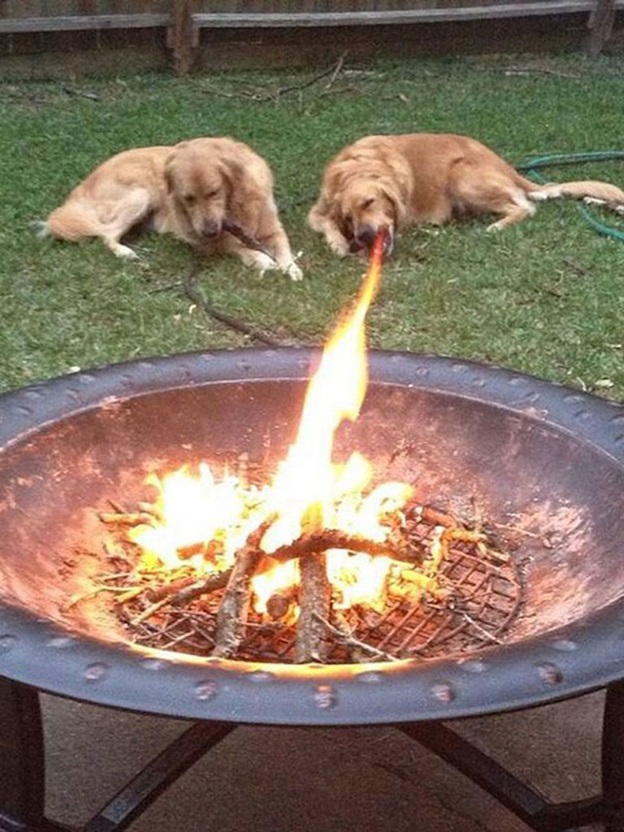 perfectly-timed-dog-photos-that-will-make-your-week perfectly-timed-dog-photos-that-will-make-your-week