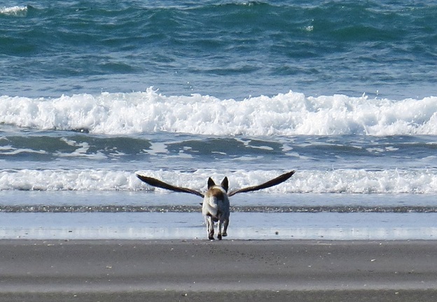 perfectly-timed-dog-photos-that-will-make-your-week perfectly-timed-dog-photos-that-will-make-your-week
