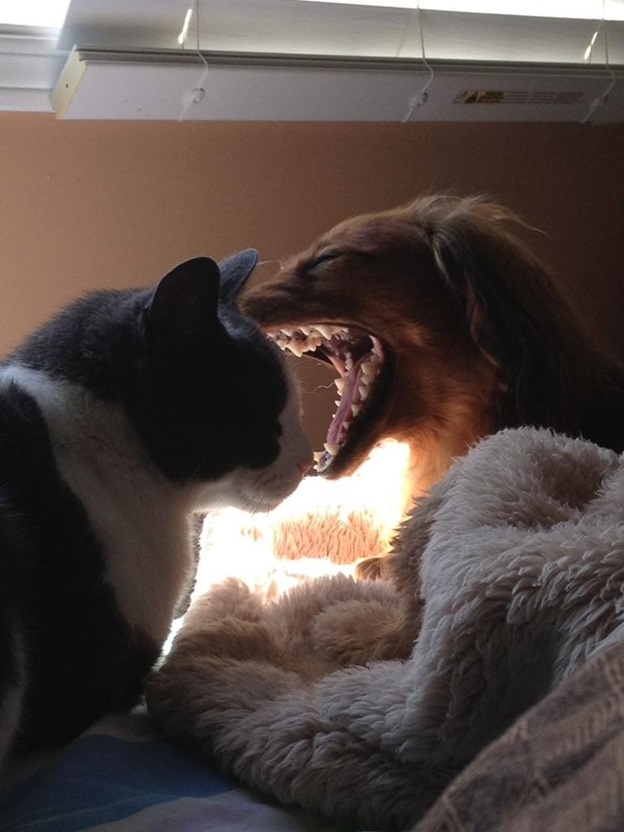 perfectly-timed-dog-photos-that-will-make-your-week perfectly-timed-dog-photos-that-will-make-your-week
