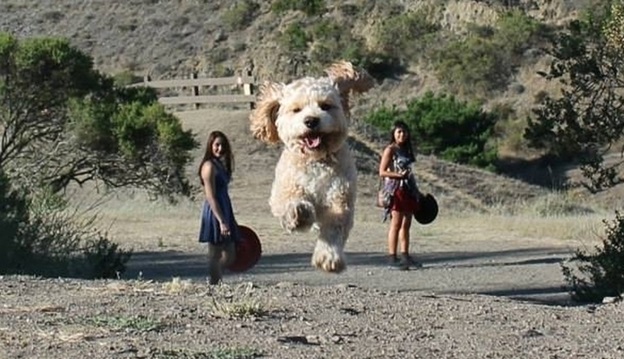 perfectly-timed-dog-photos-that-will-make-your-week perfectly-timed-dog-photos-that-will-make-your-week