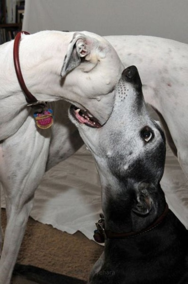 perfectly-timed-dog-photos-that-will-make-your-week perfectly-timed-dog-photos-that-will-make-your-week