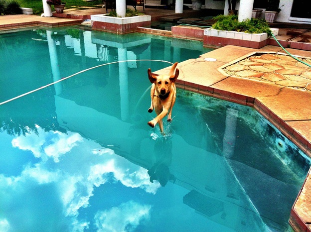 perfectly-timed-dog-photos-that-will-make-your-week perfectly-timed-dog-photos-that-will-make-your-week