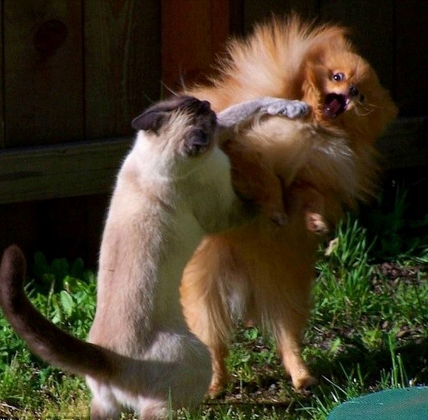 perfectly-timed-dog-photos-that-will-make-your-week perfectly-timed-dog-photos-that-will-make-your-week
