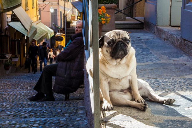 perfectly-timed-dog-photos-that-will-make-your-week perfectly-timed-dog-photos-that-will-make-your-week
