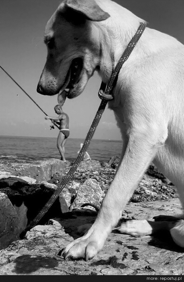 perfectly-timed-dog-photos-that-will-make-your-week perfectly-timed-dog-photos-that-will-make-your-week