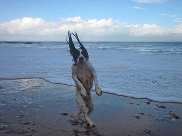 perfectly-timed-dog-photos-that-will-make-your-week perfectly-timed-dog-photos-that-will-make-your-week