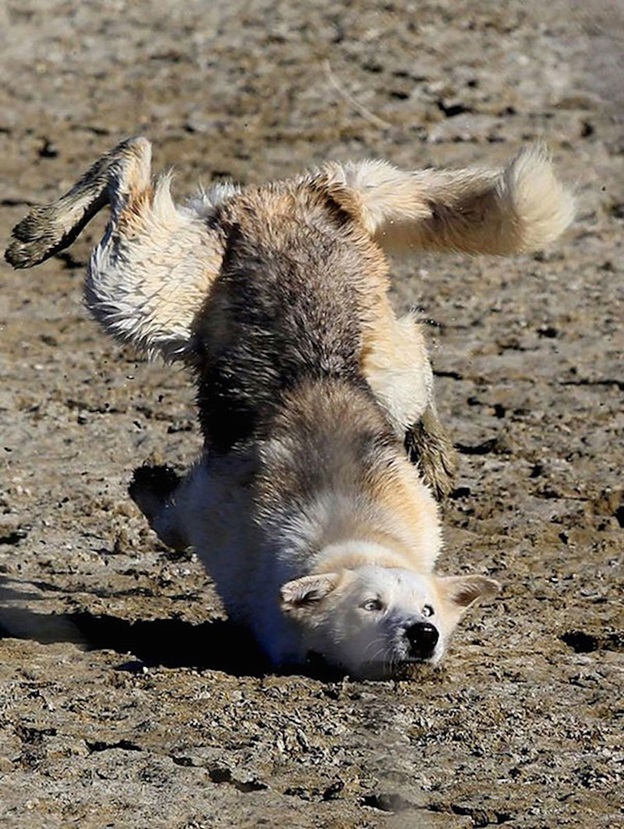 perfectly-timed-dog-photos-that-will-make-your-week perfectly-timed-dog-photos-that-will-make-your-week