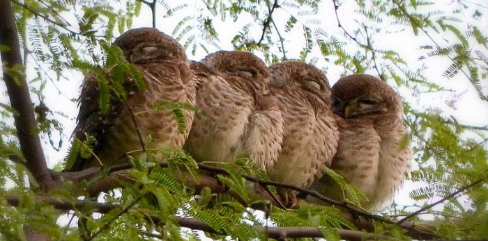 Sultanpur Bird Sanctuary Sultanpur Bird Sanctuary