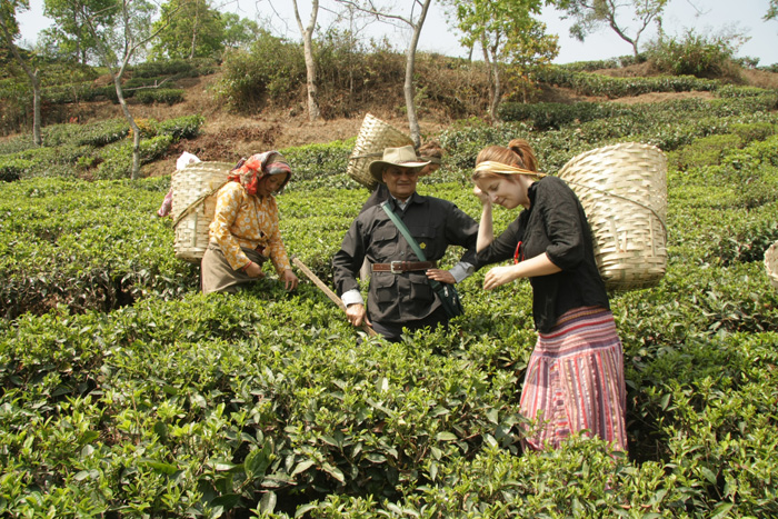 Kangra, Himachal Pradesh tea/coffee cities