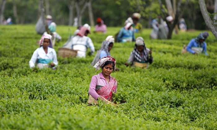 Jorhat, Assam tea/coffee cities