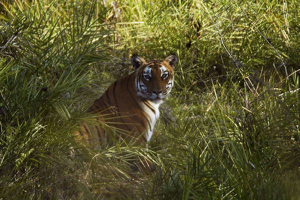 top-10-tiger-reserves-in-india-with-maximum-tiger-population top-10-tiger-reserves-in-india-with-maximum-tiger-population