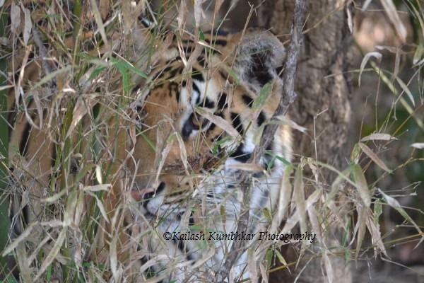 top-10-tiger-reserves-in-india-with-maximum-tiger-population top-10-tiger-reserves-in-india-with-maximum-tiger-population