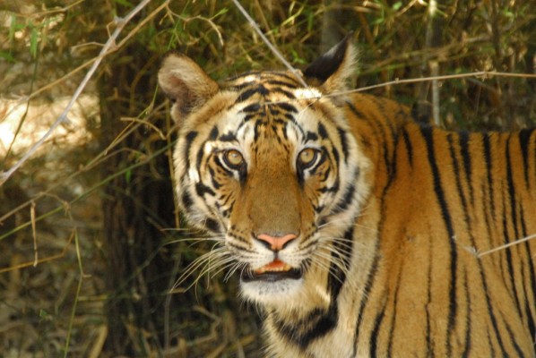 top-10-tiger-reserves-in-india-with-maximum-tiger-population top-10-tiger-reserves-in-india-with-maximum-tiger-population