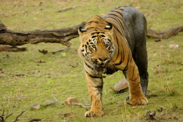 top-10-tiger-reserves-in-india-with-maximum-tiger-population top-10-tiger-reserves-in-india-with-maximum-tiger-population