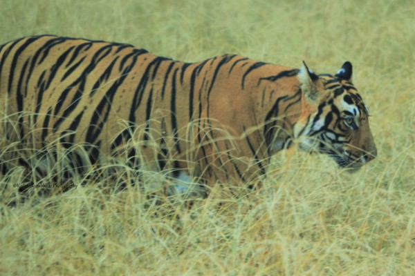 top-10-tiger-reserves-in-india-with-maximum-tiger-population top-10-tiger-reserves-in-india-with-maximum-tiger-population