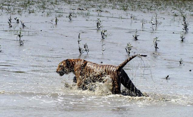 top-10-tiger-reserves-in-india-with-maximum-tiger-population top-10-tiger-reserves-in-india-with-maximum-tiger-population