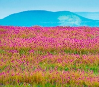 10 Best Places for Nature Lovers in India
