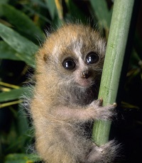 10 Teeny Tiny Animals That Are Too Cute for Words