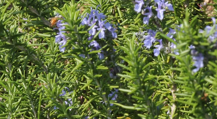 Rosemary Improve Your Memory 