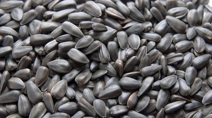 Sunflower Seeds Improve Your Memory 