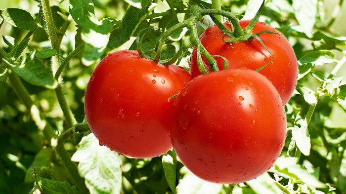 Tomatoes Improve Your Memory 