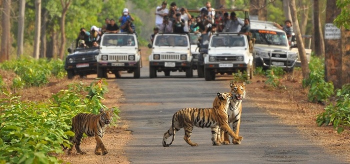 Jungle Safaris in India