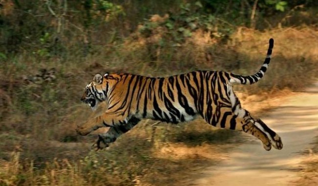 Jungle Safaris in India