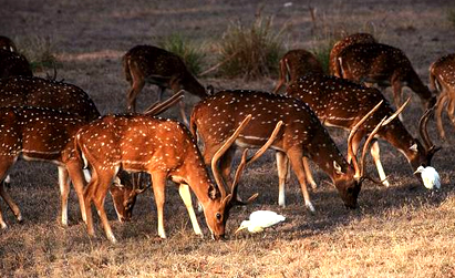 Jungle Safaris in India
