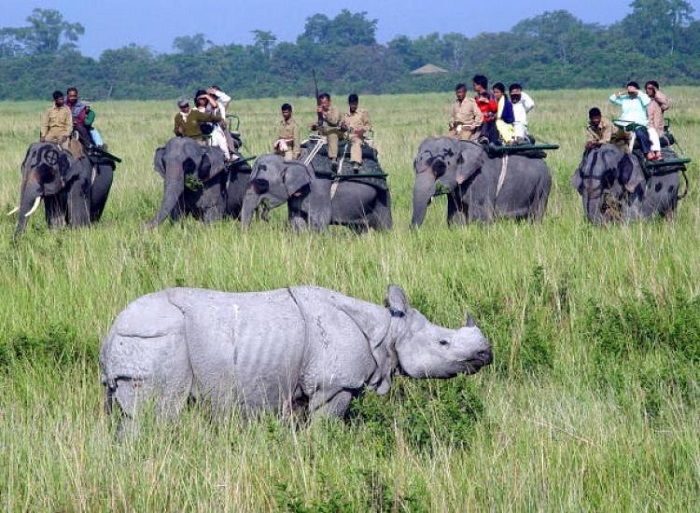 Jungle Safaris in India