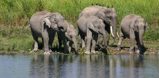 Jungle Safaris in India