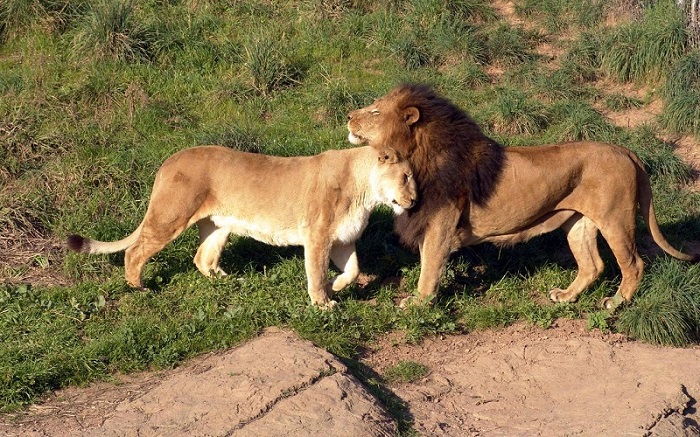 Jungle Safaris in India
