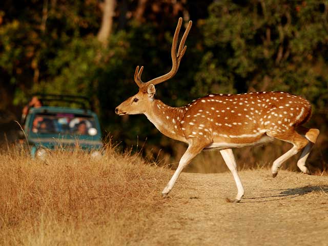 Jungle Safaris in India