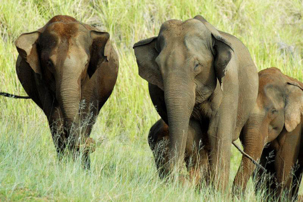 Jungle Safaris in India
