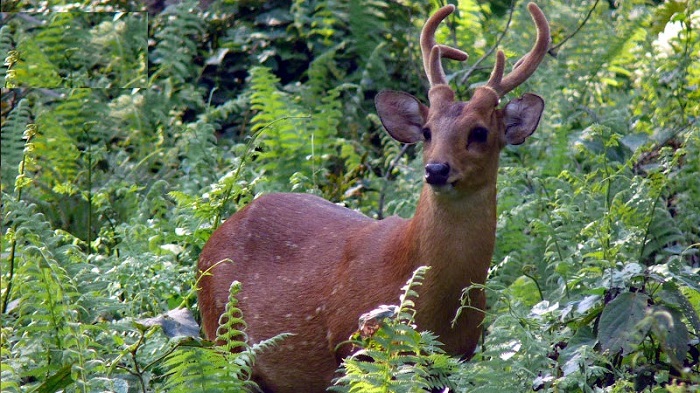 Jungle Safaris in India