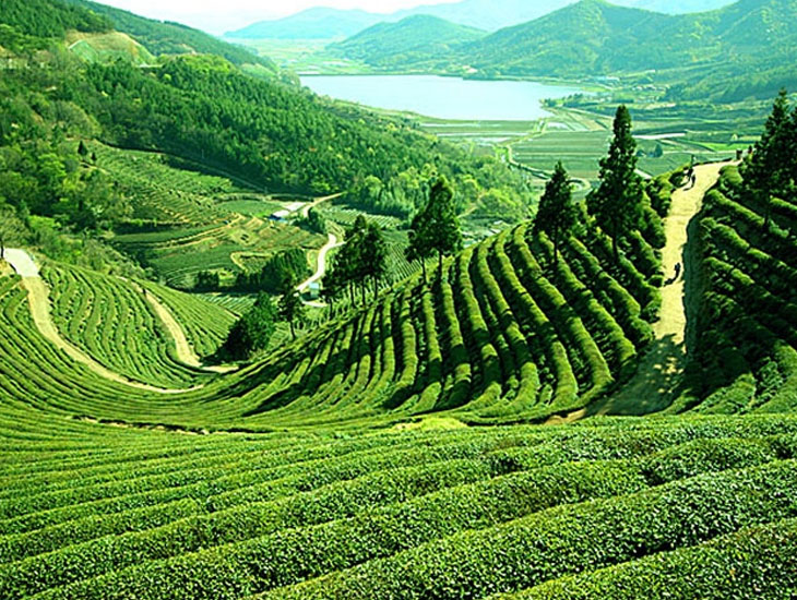 seven sisters of india