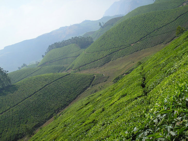 Cardamom Hills