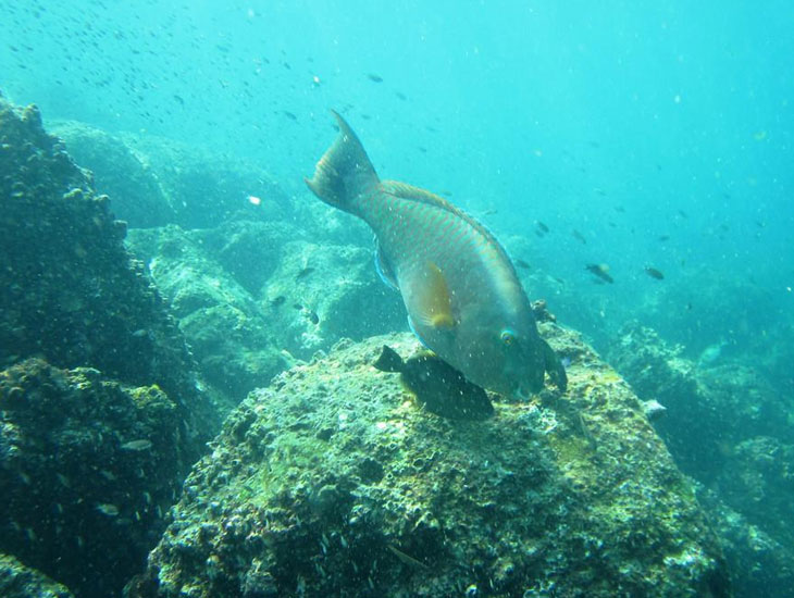 Netrani islands sea diving locations
