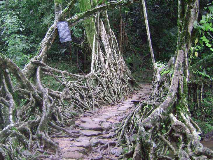 living-root-bridges