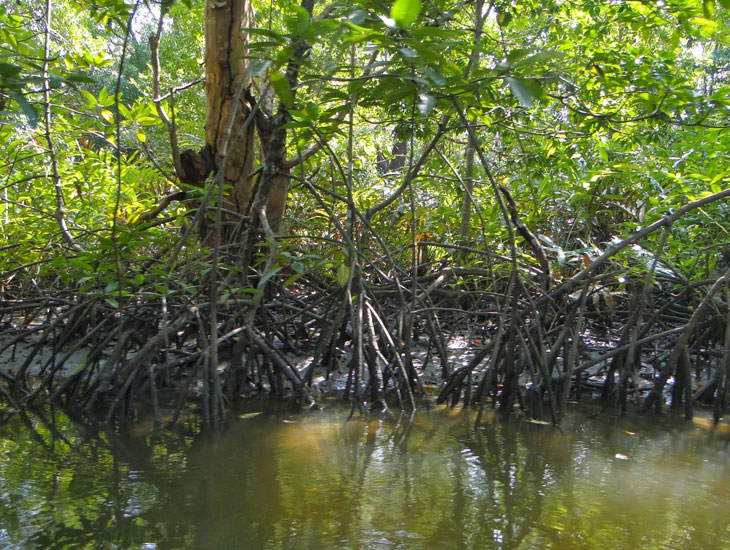 suderbans largest Mangrove forest