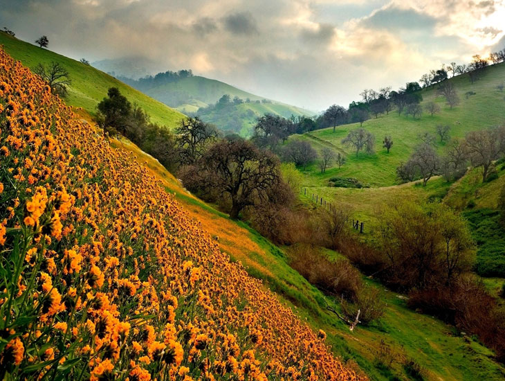 valley of flowers trek