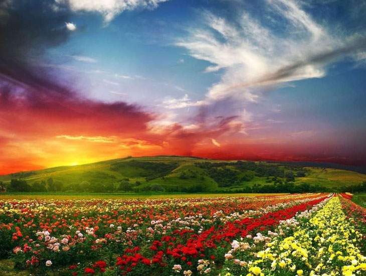 Valley of Flowers uttarakhand