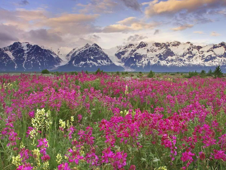 valley of flowers india