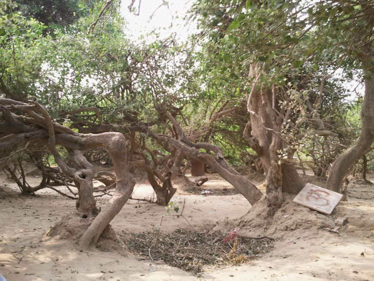 mysterious-nidhivan-in-vrindavan