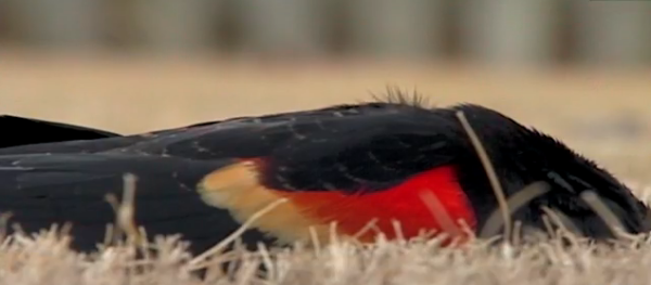 extraordinary-india Mass Bird Suicide
