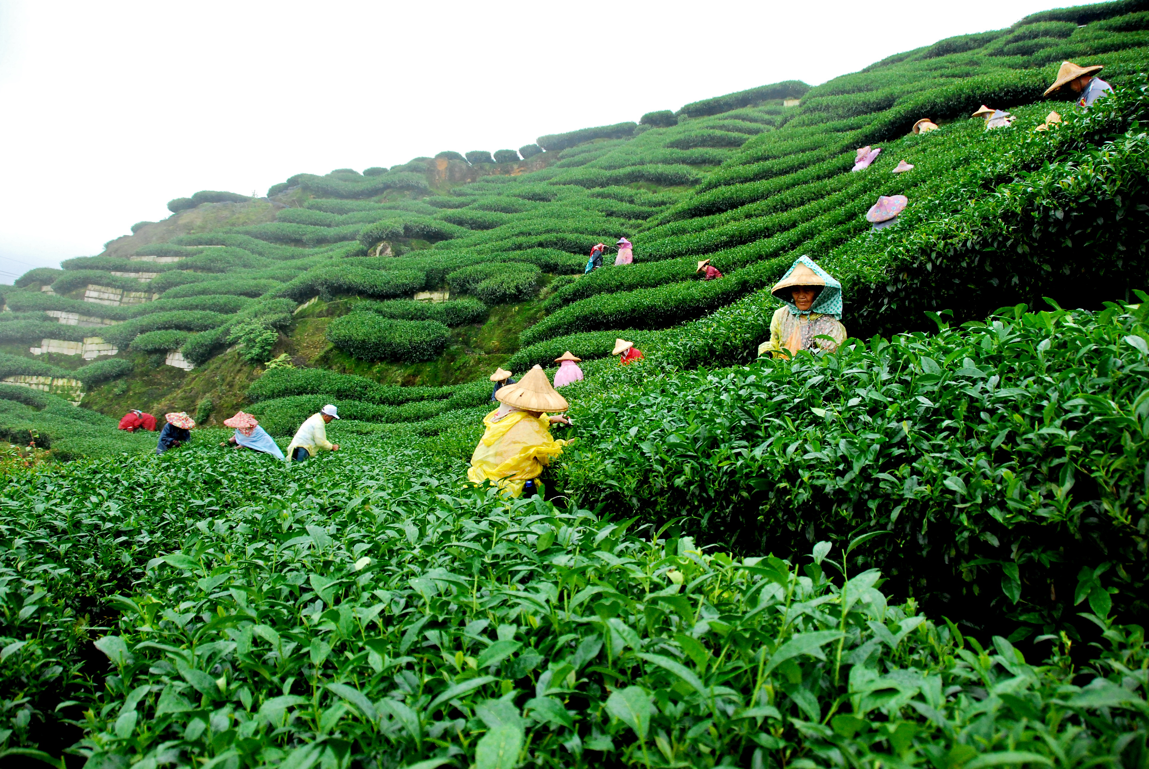 Tea Gardens must see places in India