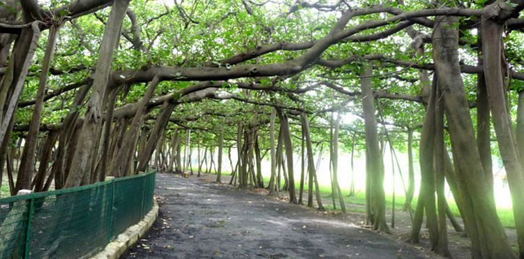 extraordinary-india Great Banyan tree