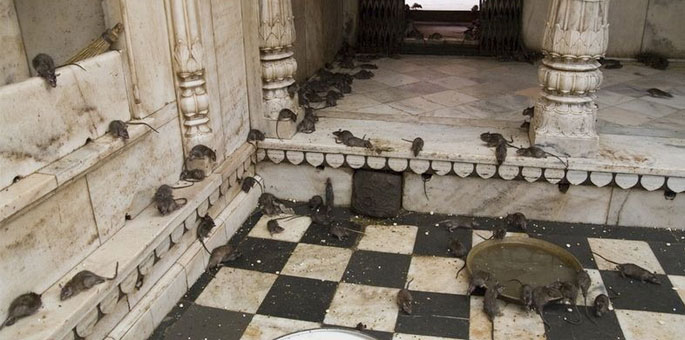 extraordinary-india Karni Mata Mandir